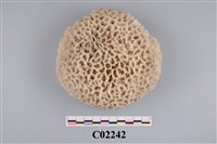 藏品(珊瑚化石)的圖片